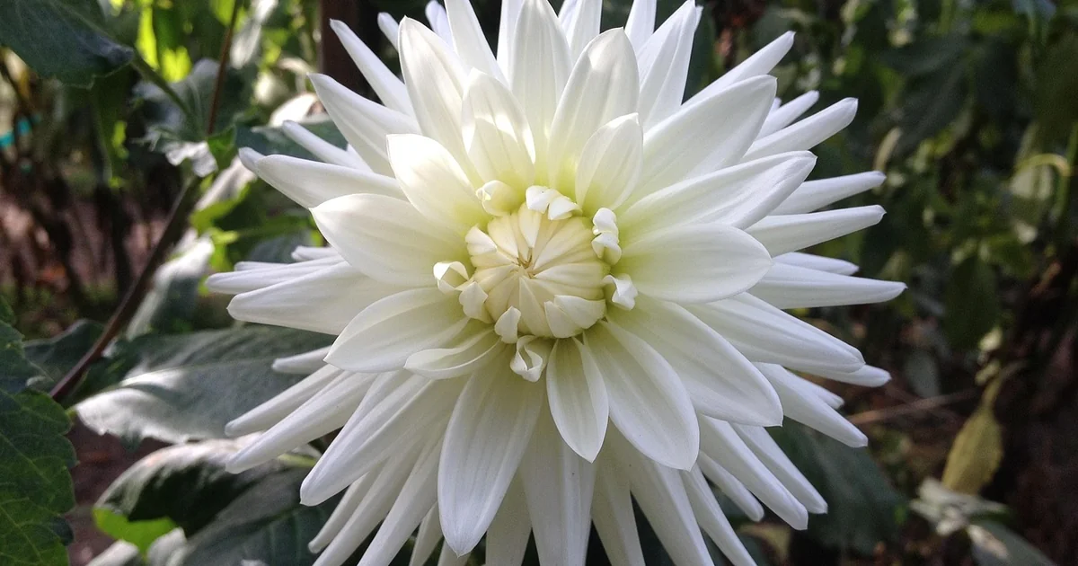 pacific northwest spring garden