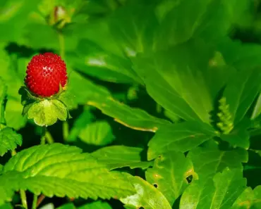 7 Delicious Ways: Infused Strawberry Vinegar Recipe
