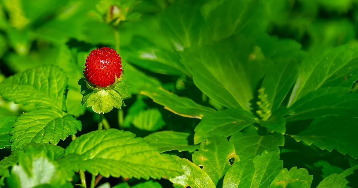 infused strawberry vinegar recipe