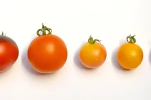 7 Tomatoes to Grow: Discover Your Perfect Garden Choice