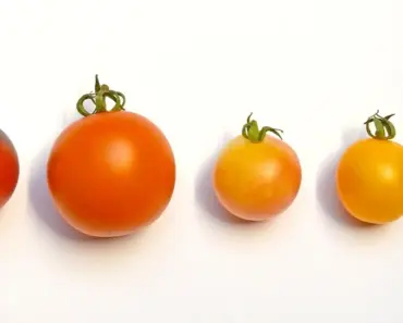 7 Tomatoes to Grow: Discover Your Perfect Garden Choice