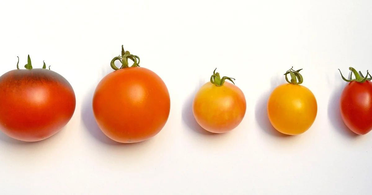 best tomato varieties