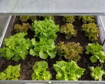 7 Ways to Maximize Your Aldi Mini Greenhouse