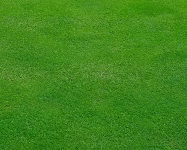 7 Expert Tips to Mow Lusher Grass