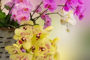 7 Trailing Plants to Cascade in a Basket