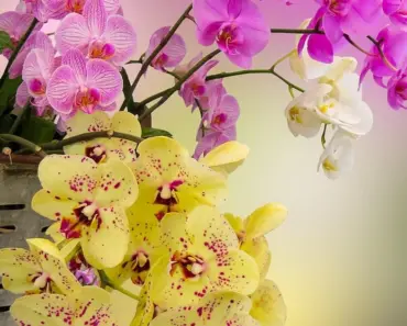 7 Trailing Plants to Cascade in a Basket