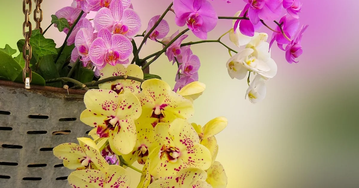 trailing plants hanging basket
