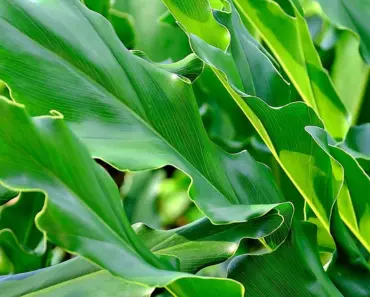 7 Ways to Trim Dead Philodendron Leaves Safely