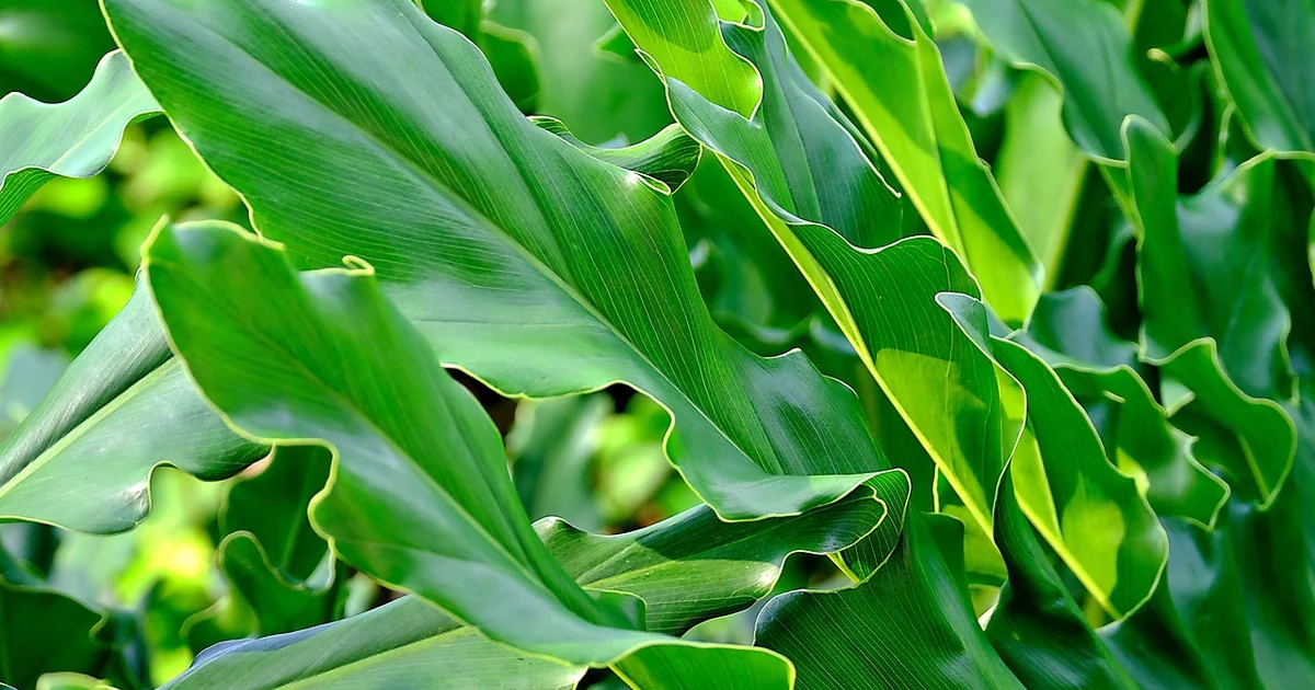 trim dead philodendron leaves