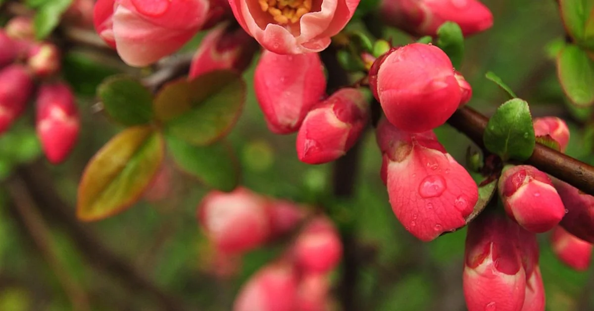 spring garden layout