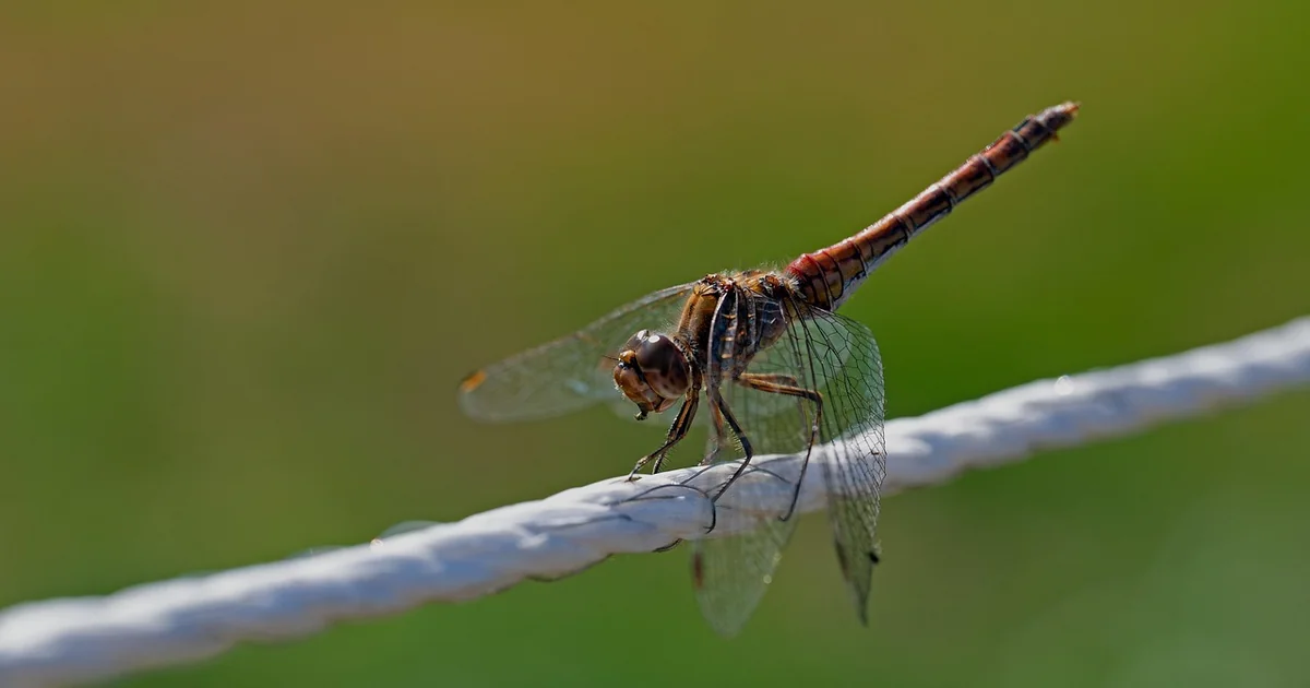 managing anxiety symptoms