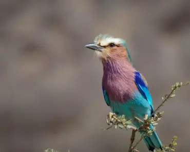 13 Long Pixie Cut Ideas for Effortless Chic