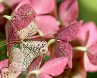 7 Ways to Stop Hydrangea Leaves Turning Yellow