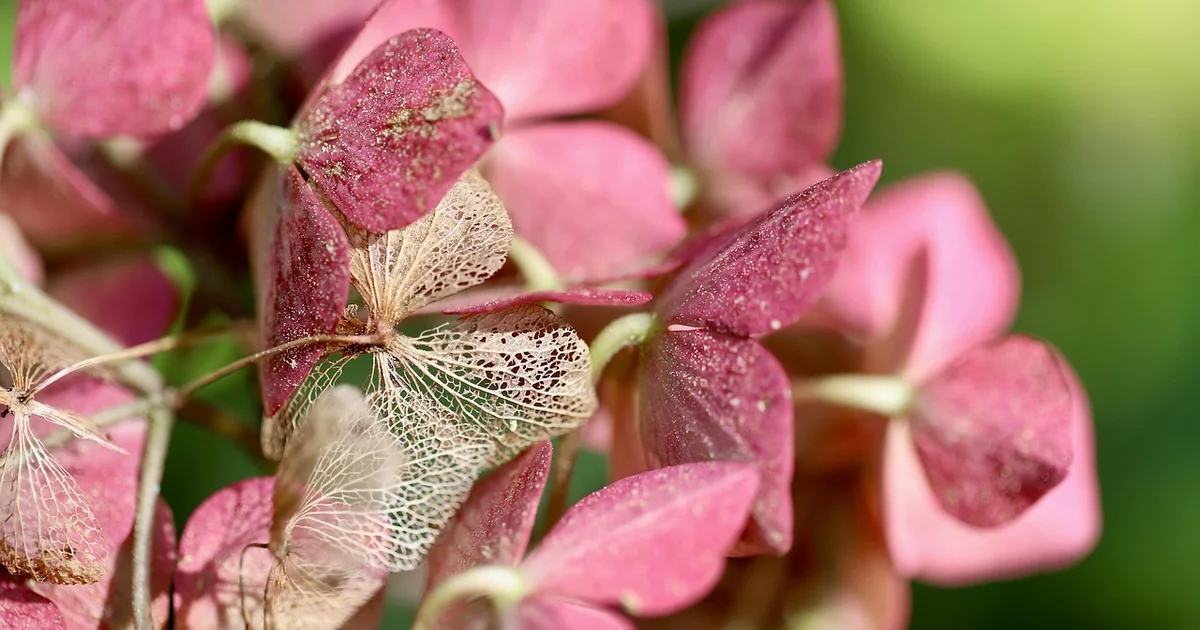 hydrangea leaves turning yellow