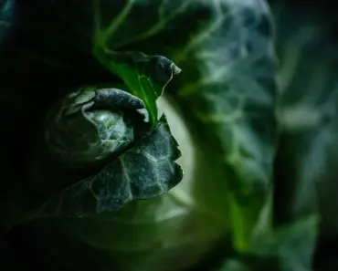 7 Plants to Start Your Subsistence Garden