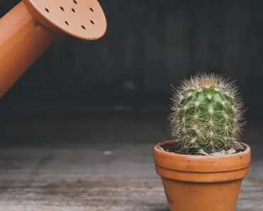 7 Easy Ways to Make Clay Plant Markers