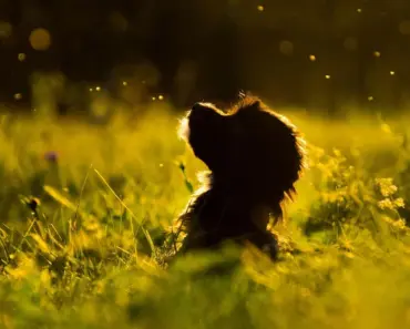 8 Gorgeous Shrubs Even Beginner Gardeners Can Grow Easily