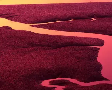 7 Low-Maintenance Ornamental Grasses That Shine with Neglect