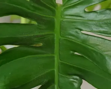 7 Essential Things Your Swiss Cheese Plant Needs in April for Lush and Thriving Growth