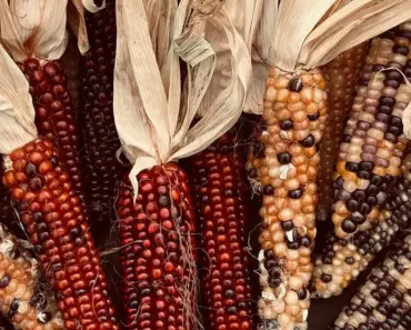 9 Vegetable Garden Mistakes to Avoid This Year