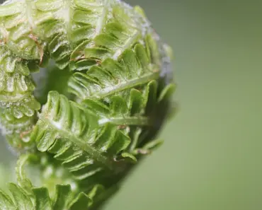 7 Tips for Faster Seed Germination