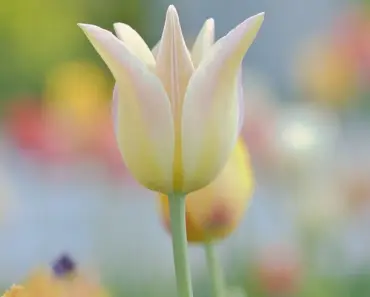 6 April Tasks for Healthy Jade Plants