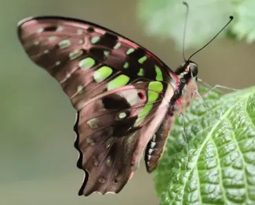 7 Easy Plant Combination Ideas For Container Gardens