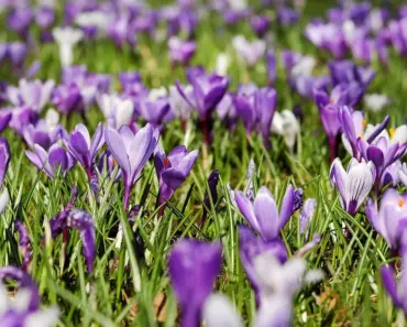 28 Spring Buys Straight Out of Slim Aarons’ Palm Springs