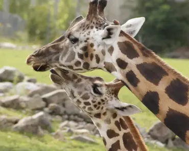 8 Tall Flowers for Borders