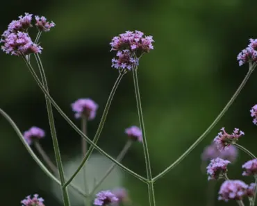 11 Plants to Transform Your Front Yard into a Year-Round Oasis
