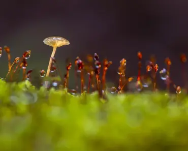 “13 Thriving Spring Plants Proving Dawn’s Arizona Garden is a Blooming Success”