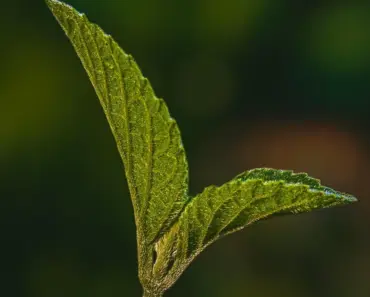 7 Simple TikTok Gardening Hacks That Make You Wonder How You Ever Gardened Without Them