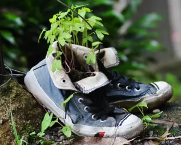 Revive Your April Tomatoes: 5 Crucial Steps for Abundant Harvests