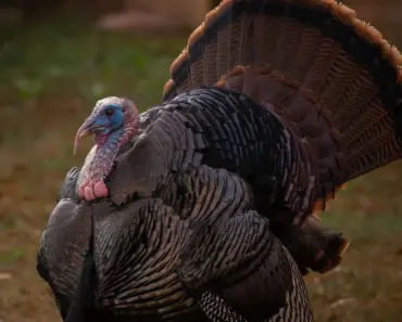 Tom Bachik’s 5 Essential Steps to Elevate Your Neutral Nail Game with Neutral Nails 2.0…