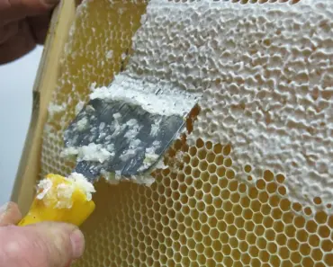 Uncover Your Birth Month Animal: 7 Hidden Meanings Behind Your Zodiac Critter