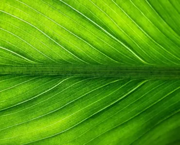 7 Vibrant Zinnia Varieties That Butterflies and Hummingbirds Can’t Resist