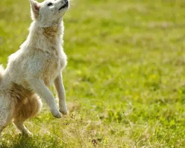 5 Tricks to Prevent Damping Off in Your Seedlings This Year