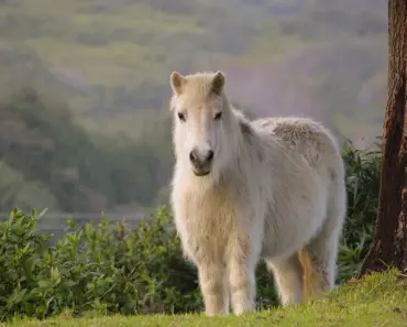 11 Petite M&S Dresses to Shop for a Stylish Spring/Summer 2026 Wardrobe
