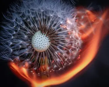 “13 Stunning Border Plants to Propagate in April for a Vibrant Garden”