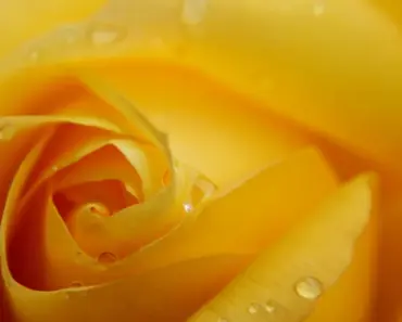 7 Essential Spring Care Tips for Vibrant Roses in April