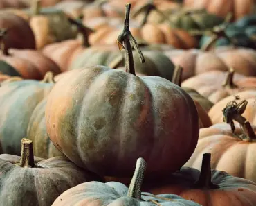 5 Essential April Tomato Care Tips for a Bountiful Harvest