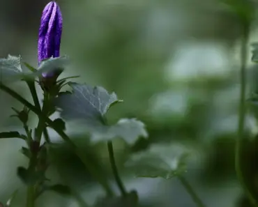 An Early Look at Linda’s Spring Garden in Illinois