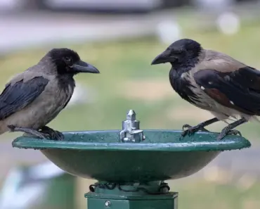 “7 Surprising Houseplants That Actually Thrive in Root Bound Conditions”