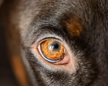 11 Best Mushroom Growing Supplies for Home Growers