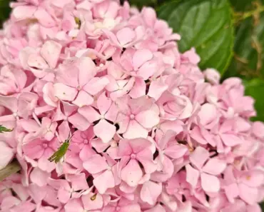 11 Essential Tips for Growing a Luscious Strawberry Sundae Hydrangea in Your Garden