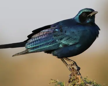 7 Stunning Nature-Inspired Garden Ideas to Create a Colourful Palette