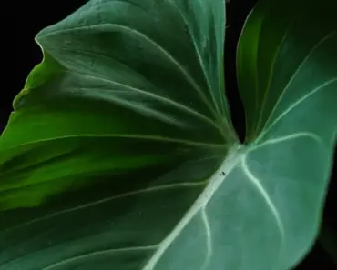 11 Essential Steps to Trim Dead Philodendron Leaves Without Damaging Your Plant