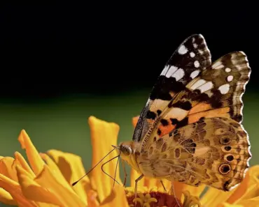 Vanessa Paradis Reunites with Karim Sadli for Breathtaking Harper’s Bazaar France Cover