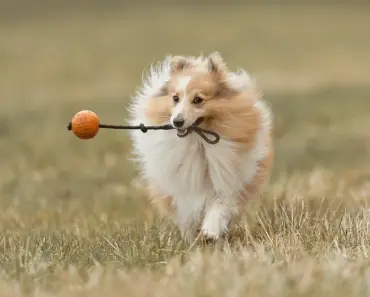 All-Natural Dog Deodorant Spray