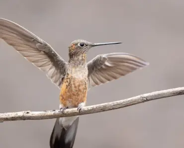 7 Hummingbird-Friendly Vines to Grow for a Colorful Backyard Bounty